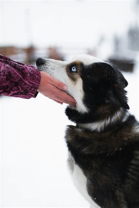 Black and White Siberian Husky · Free Stock Photo