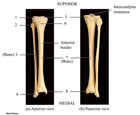 Tibia And Fibula Diagram Diagram Quizlet