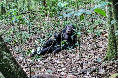 Primate Tracking Safaris Uganda Rwanda