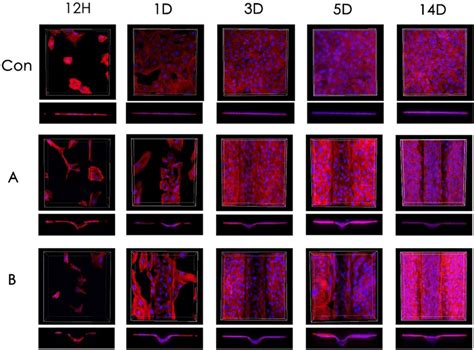 The Growth Of Human Umbilical Vein Endothelial Cells Huvecs At Given