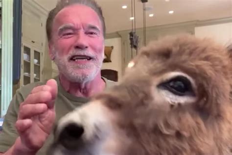 Watch Arnold Schwarzeneggers Big Pets Interrupt His Jimmy Kimmel