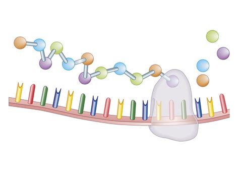 4 Types Of Rna The Architect Of Proteins