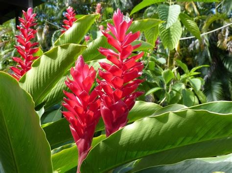 Platanillo Heliconia