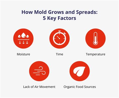 How Does Mold Spread 5 Common Causes [ Prevention Tips]