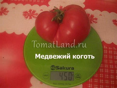 Томат Медвежий коготь: ОТЗЫВЫ, фото, урожайность