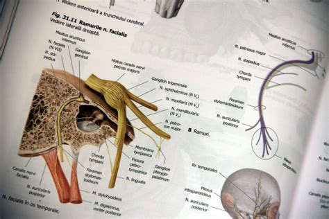 Atlas De Anatomie Nomenclatura Latina