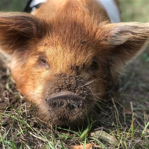 tree hill nature center jacksonville 1