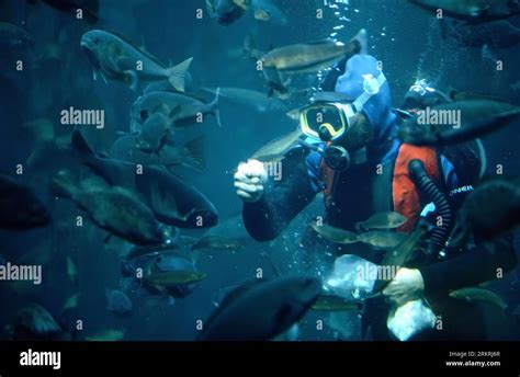 Diver Feeding Fish In The Kelp Forest At Monterey Bay Aquarium