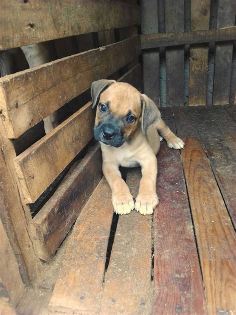 Boerboel Puppies Available Piebald, Fawn And Brindle - Pets - Nigeria