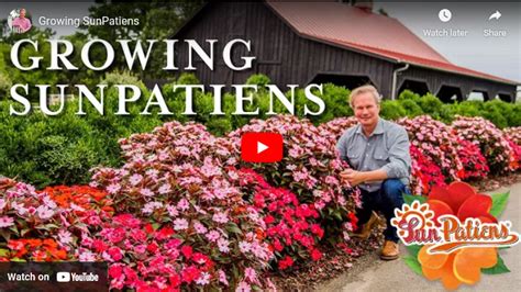 Sunpatiens The Perfect Plant For Hot Humid Weather Footage Vault