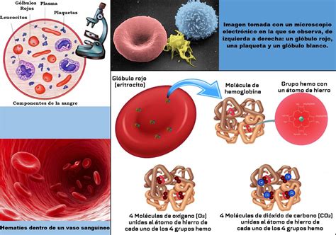 CÓMO INTERPRETAR LOS VALORES DE UN ANÁLISIS DE SANGRE Granada Costa