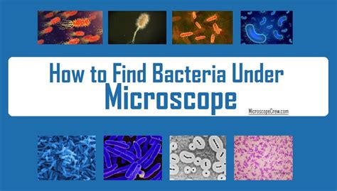 How to Identify Bacteria under Microscope - Microscope Crew