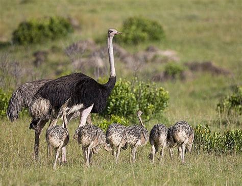 Common Ostrich Mom And Babies By Tom Merigan Animals Beautiful