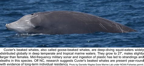 Cuviers Beaked Whale Aka Goose Beaked Whale From Stranding To