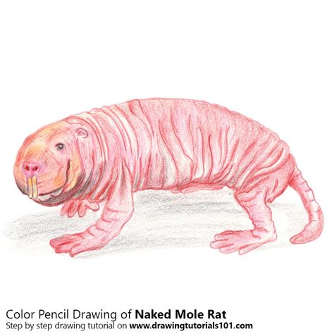 How To Draw A Naked Mole Rat Rodents Step By Step Drawingtutorials