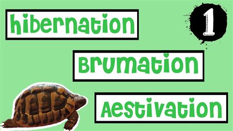 Hibernation Brumation And Aestivation Tortoise Hibernation Ep 1