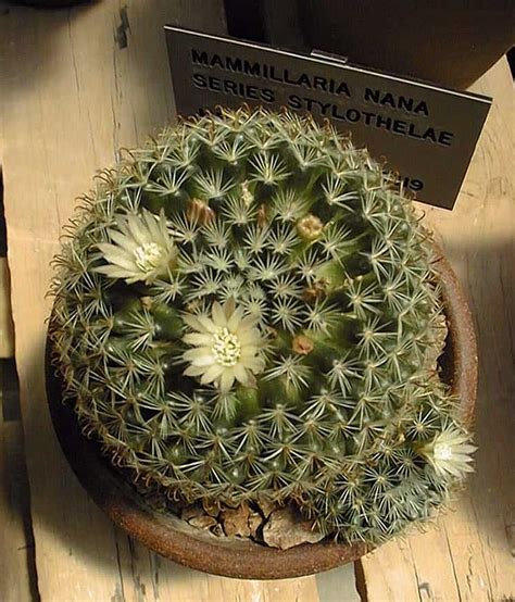 Mammillaria Crinita F Nana