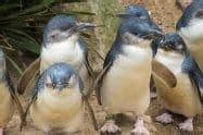 Phillip Island Penguin Parade - Fairy Penguins Discount Tickets & Prices