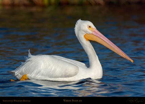 pelicans