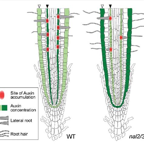 Tentative Model For The Coordinated Regulation Of Lateral Root And Root