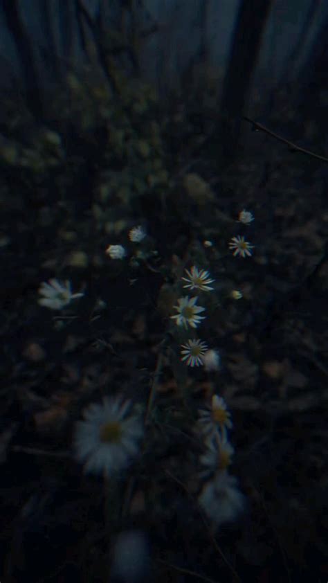 Night Forest Aesthetic with White Daisies