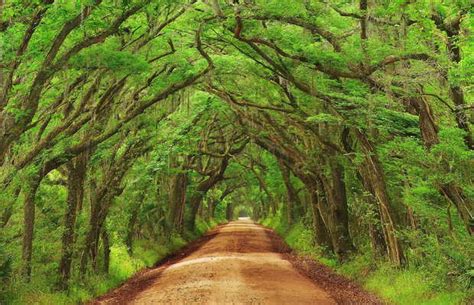 Edisto Beach State Park in Edisto: 1 reviews and 5 photos