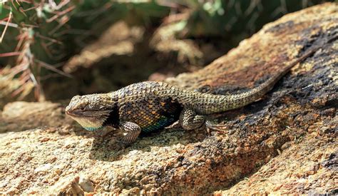 Lizard Camouflage in Phoenix Photograph by John Rizzuto