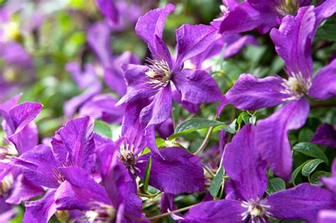 Clematis for shade – Artofit