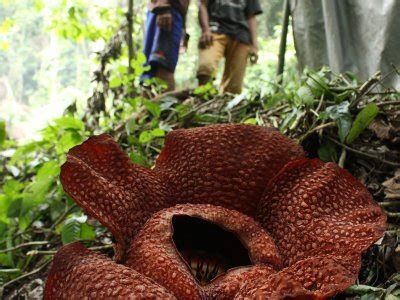 Rafflesia Arnoldi Mekar Antara Foto