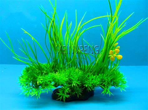 Aquatic Grass Seeds For Indoor Beautification BestSeedsOnline