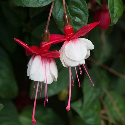 Hanging Basket Fuchsia Trailing Sir Matt Busby Knights Garden Centres