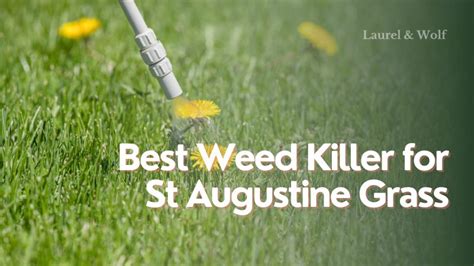 Best Weed Killer For St Augustine Grass Top Picks For A Lush Lawn