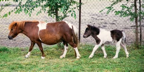 Best Treats for Miniature Farm Animals | Farmhouse Favorites | Manna Pro