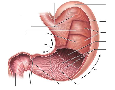 Stomach Diagram | Quizlet