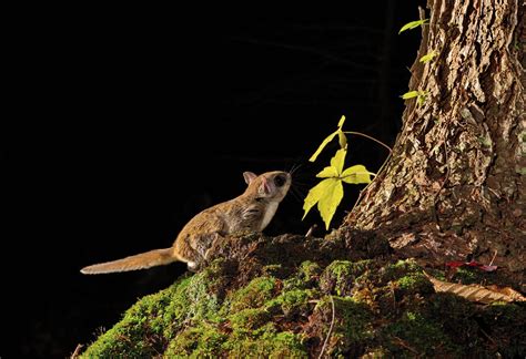 northern flying squirrel habitat