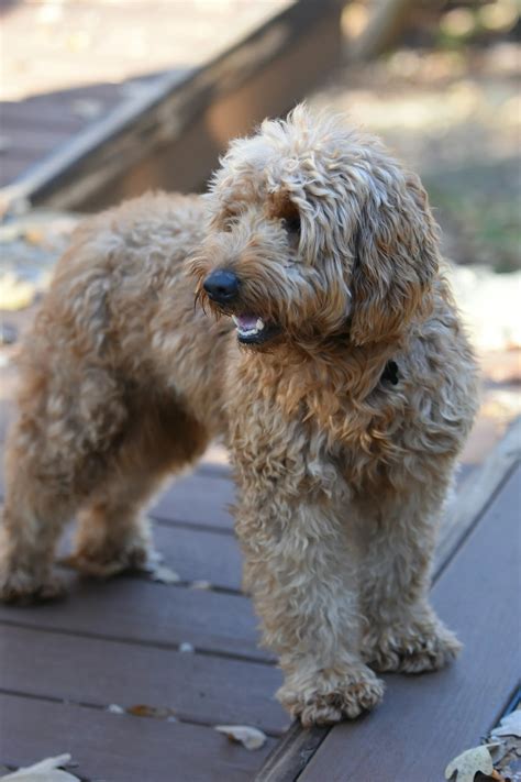 Goldendoodle Breeder in Arizona - Desert Ridge Doodles