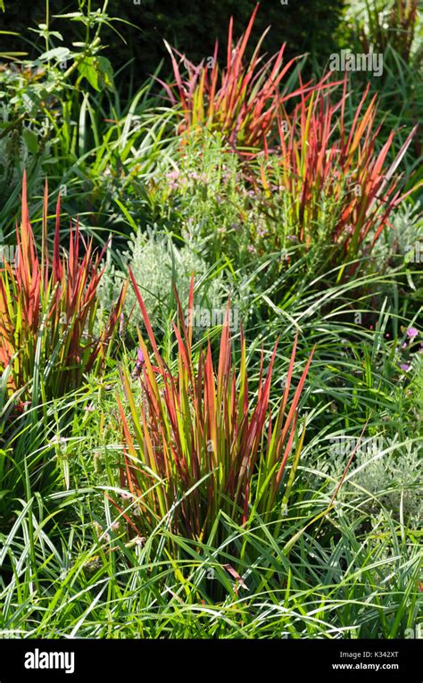 Japanese Blood Grass Imperata Cylindrica Red Baron Syn Imperata