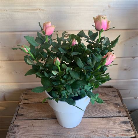 Indoor Rose plant – Fusspots