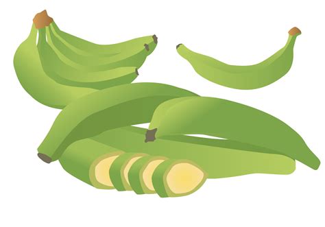 Fresh Green Plantain Vector Art At Vecteezy