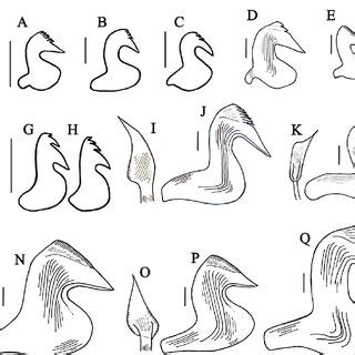 Thoracic uncini and companion chaetae (when present) from different ...