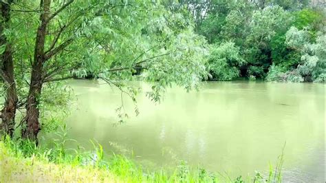 Morning Bird Songs And River Sounds For The Best Start Of The Day