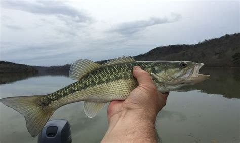 Spotted Bass Versus Largemouth Bass Everything You Need To Know