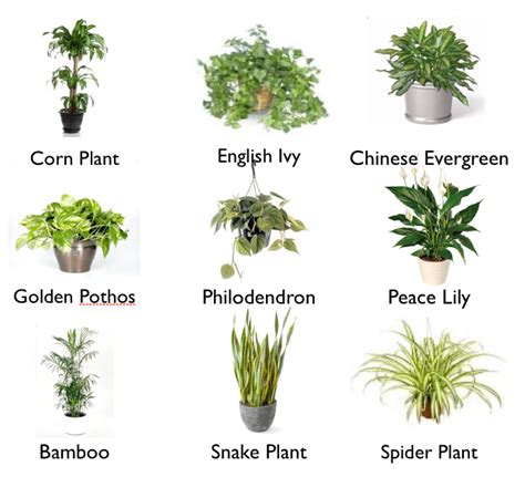 9 Houseplants That Clean The Air Since The Indoors Can Be Toxic These