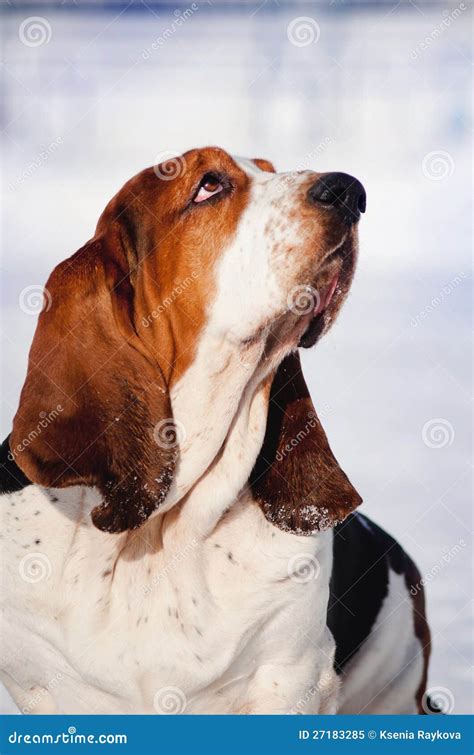 Cute Basset Hound In Winter Stock Image Image Of Outdoors Curiosity 27183285