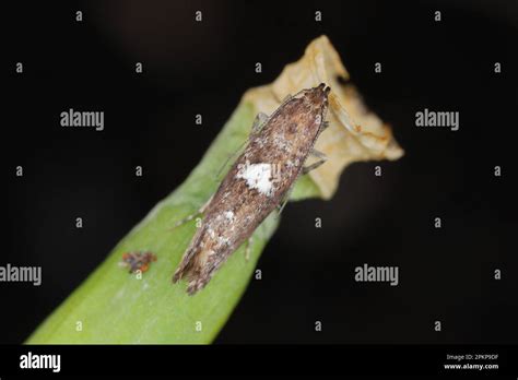 Leek Moth Acrolepiopsis Assectella Hi Res Stock Photography And