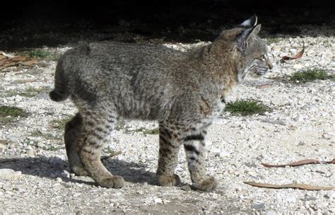 Mark Simkins got photos of Bobcat kittens! – Mendonoma Sightings