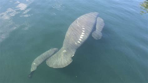 Aww Rare Manatee Twins Born In Florida Waters