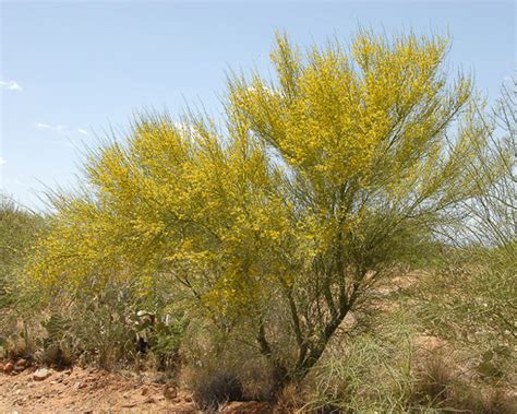 Parkinsonia florida