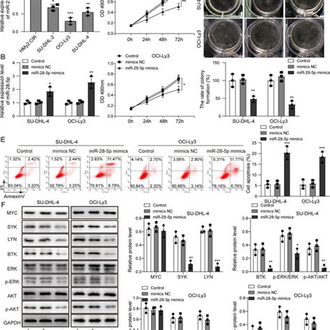 Mir 28 5p Overexpression Inhibited Proliferation And Promoted Apoptosis