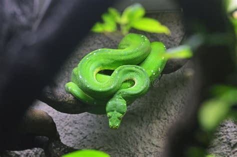green python stock photo image  python snake exotic